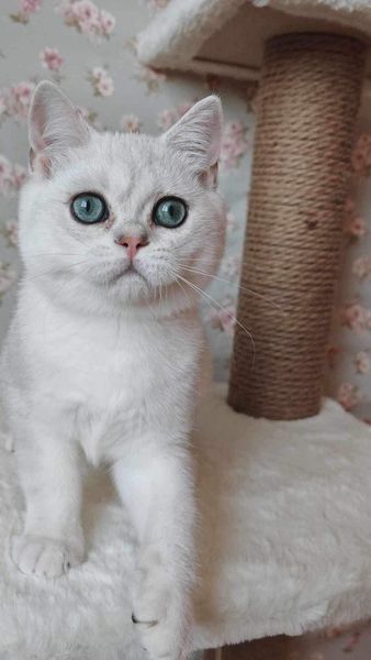 British Shorthair