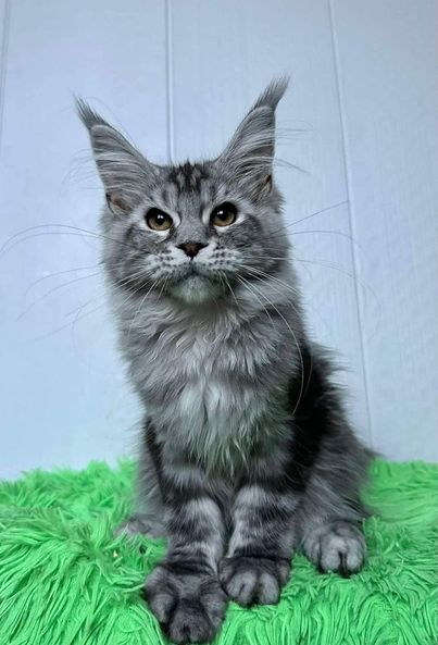 Maine Coon