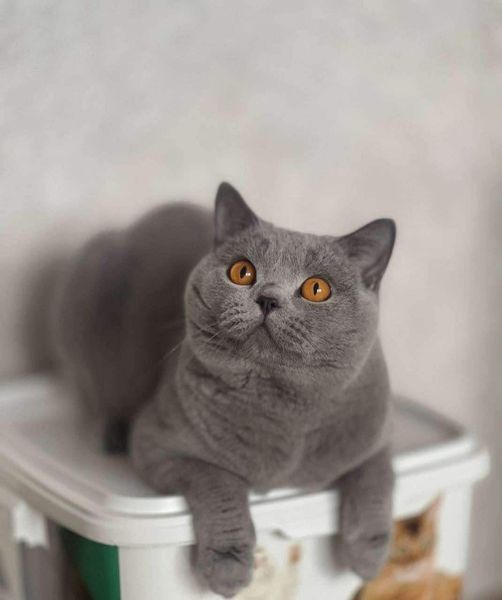 British Shorthair