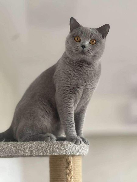 British Shorthair