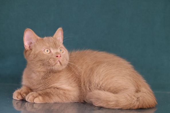 British Shorthair