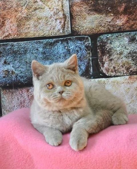 British Shorthair