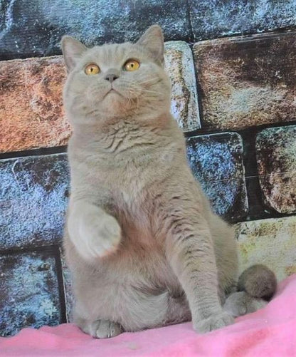 British Shorthair