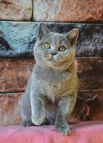 British Shorthair