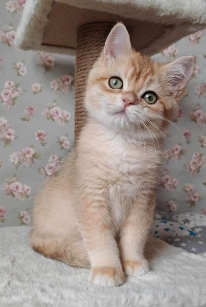 British Shorthair