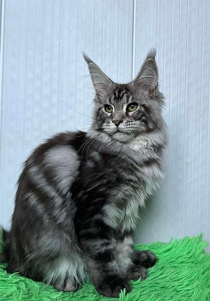 Maine Coon