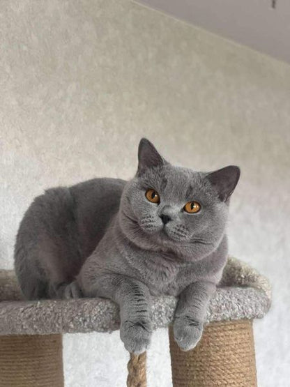 British Shorthair