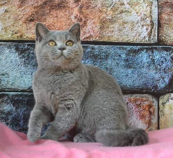 British Shorthair