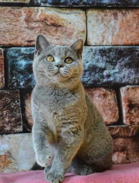 British Shorthair