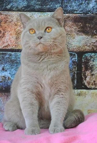 British Shorthair