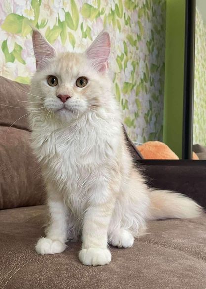 Maine Coon