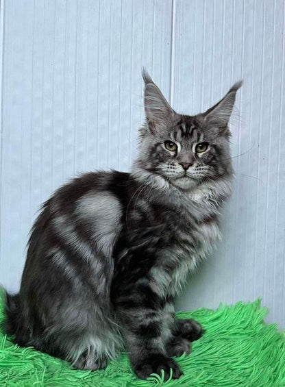 Maine Coon