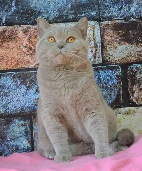 British Shorthair