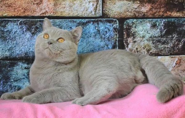 British Shorthair