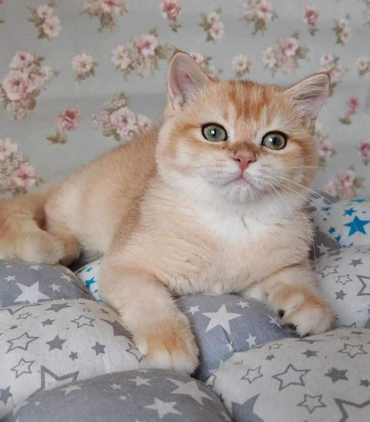 British Shorthair