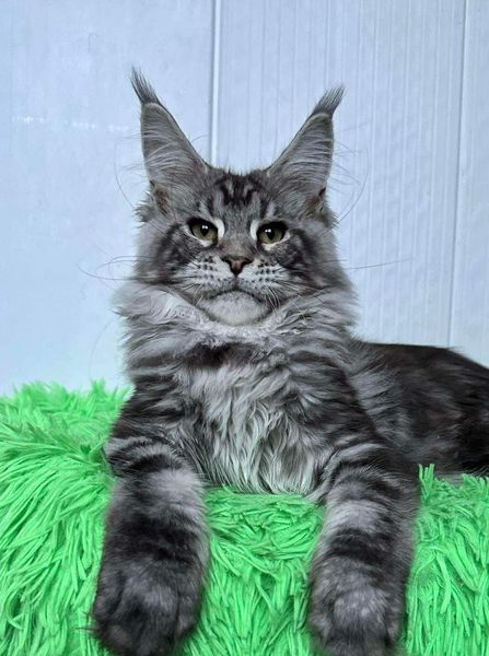 Maine Coon