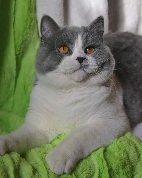 British Shorthair