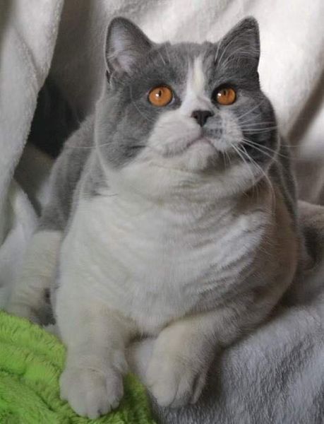 British Shorthair