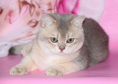 British Shorthair