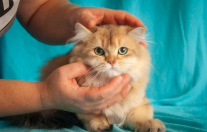 British Longhair