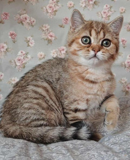 British Shorthair