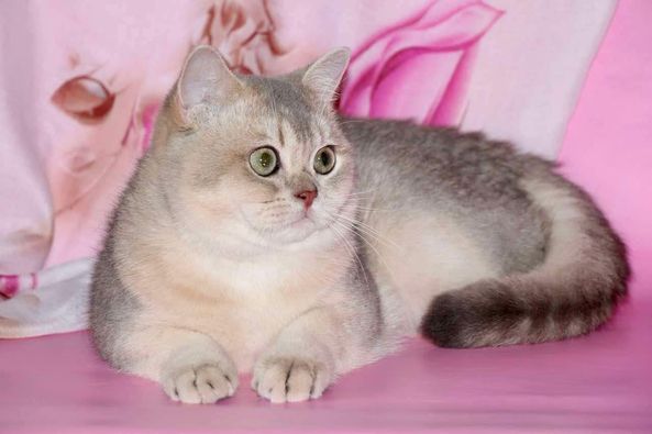 British Shorthair