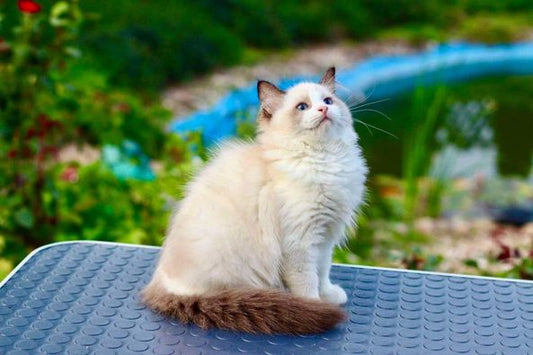 Ragdoll