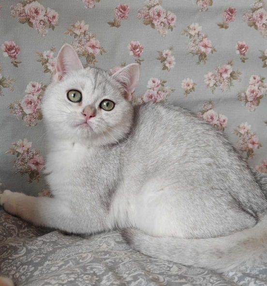 British Shorthair