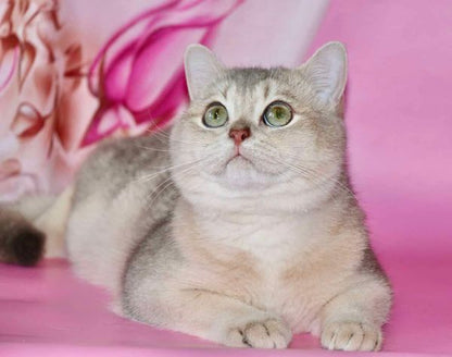 British Shorthair