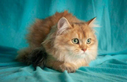 British Longhair