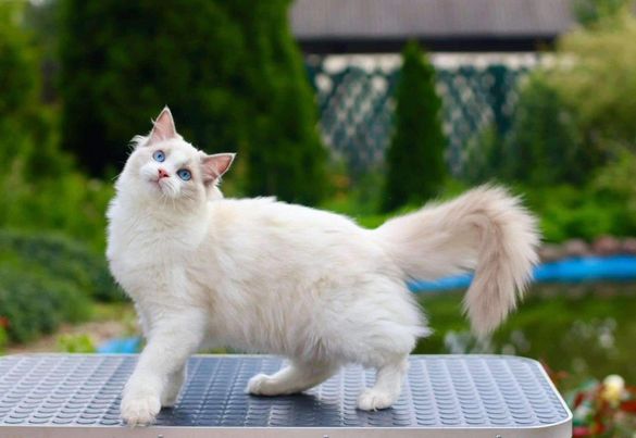 Ragdoll