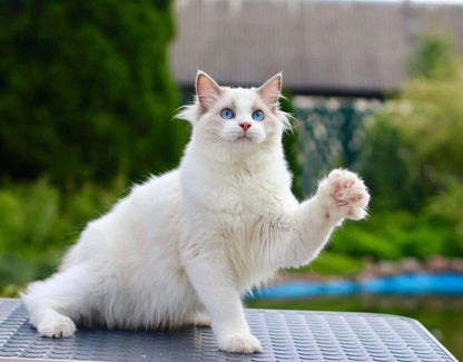 Ragdoll