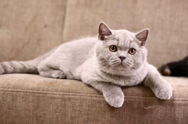 British Shorthair