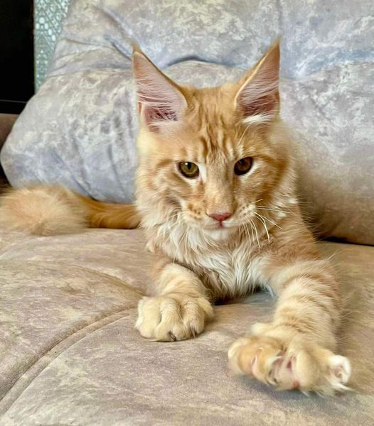 Maine Coon