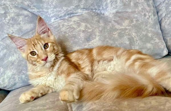 Maine Coon