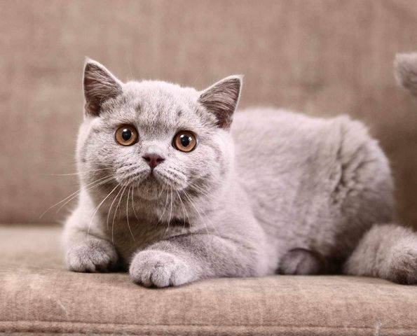 British Shorthair