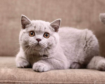 British Shorthair