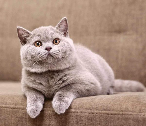 British Shorthair