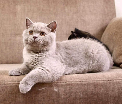 British Shorthair