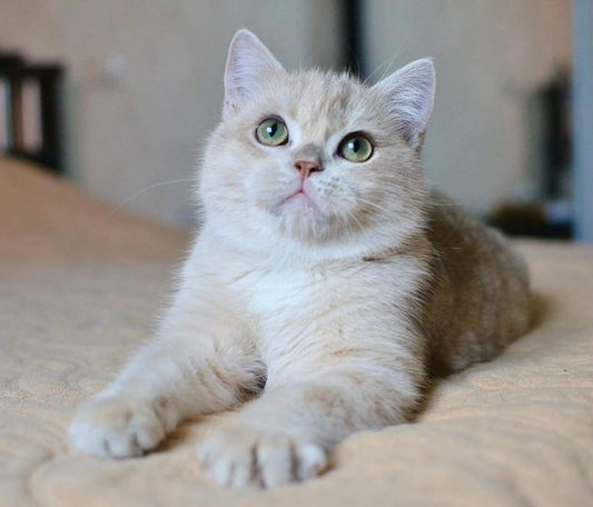 British Shorthair