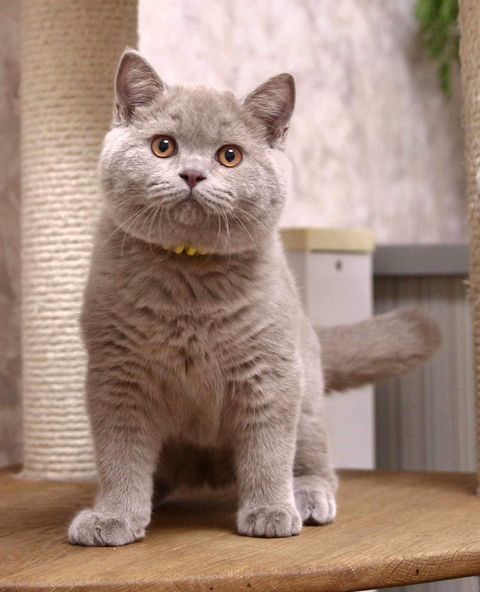 British Shorthair