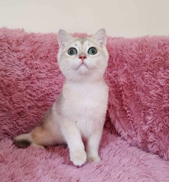 British Shorthair