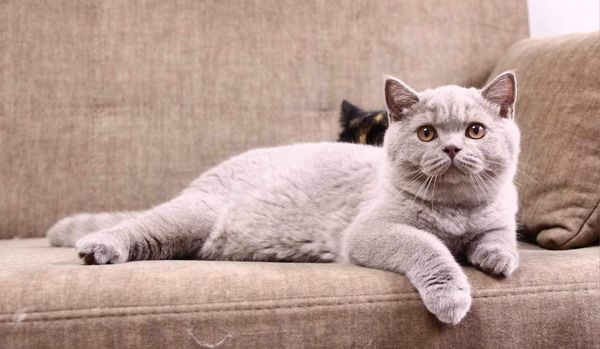 British Shorthair