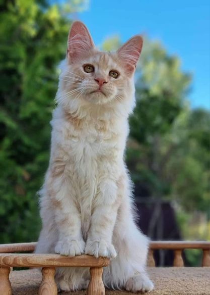 Maine Coon