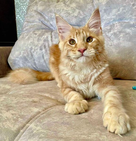 Maine Coon