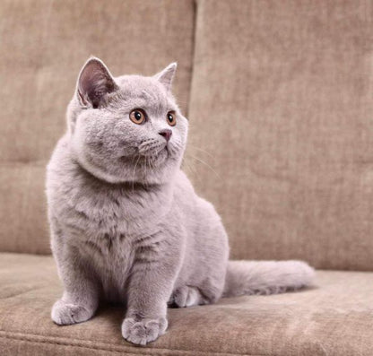 British Shorthair