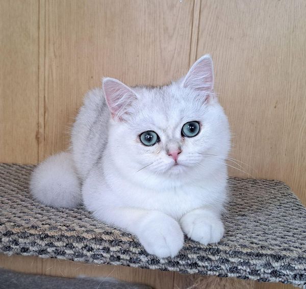 British Shorthair