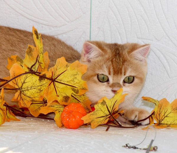 British Shorthair