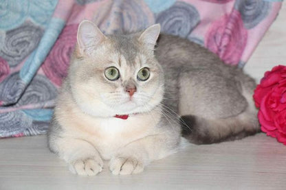 British Shorthair