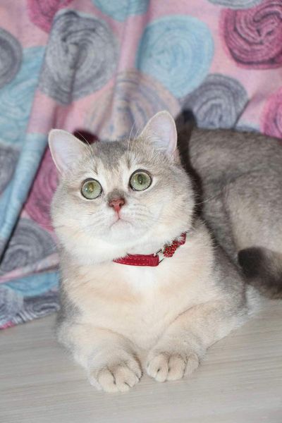 British Shorthair